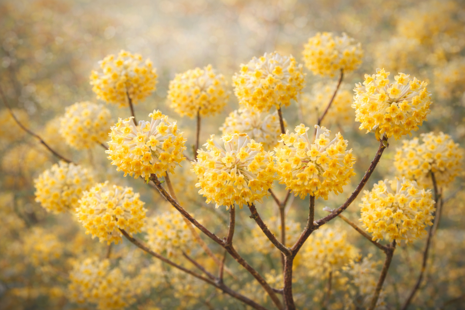 2月21日の誕生花 ミツマタ