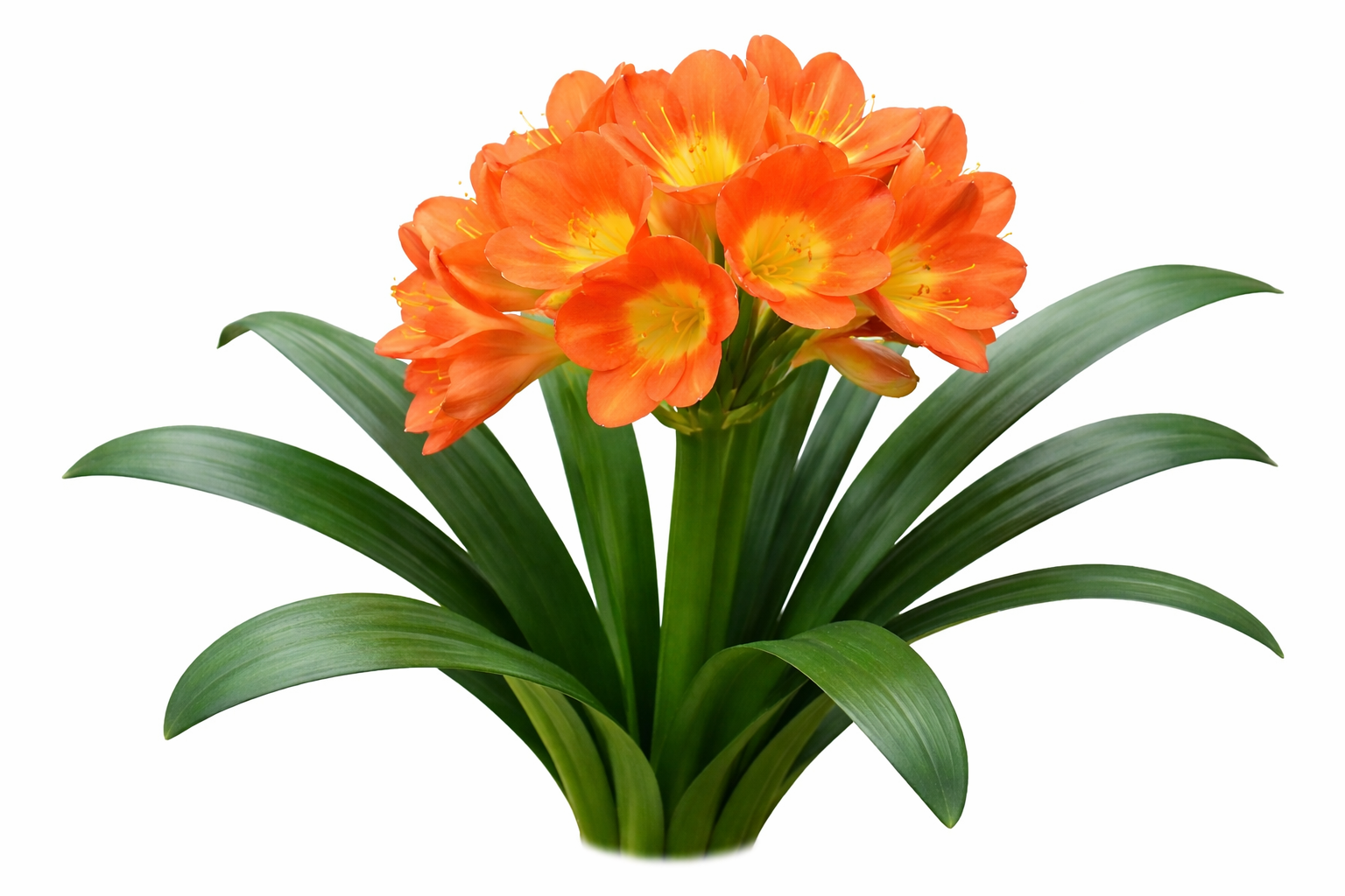 3月5日の誕生花 クンシラン