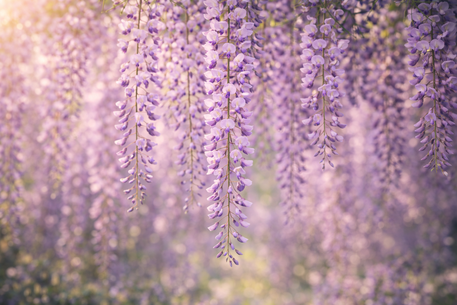 4月5日の誕生花 フジ（藤）