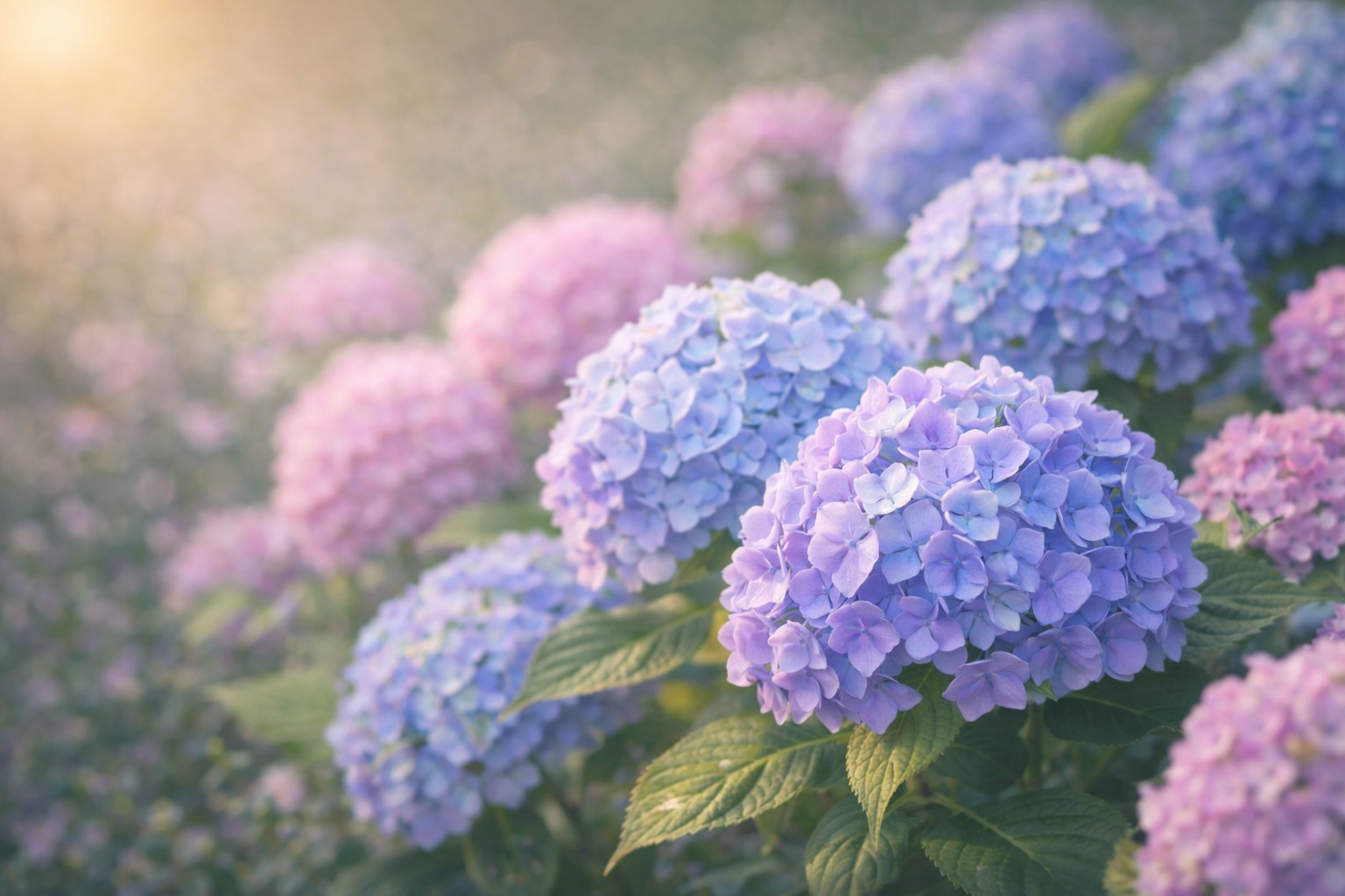 6月3日の誕生花 アジサイ