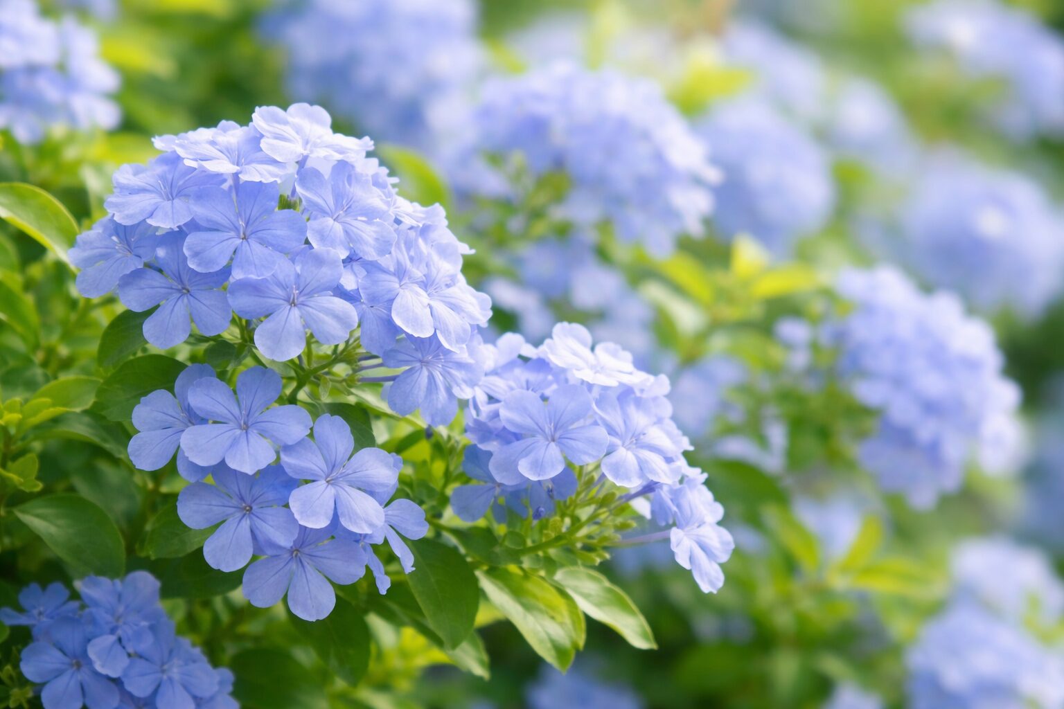 10月23日の誕生花 ルリマツリ