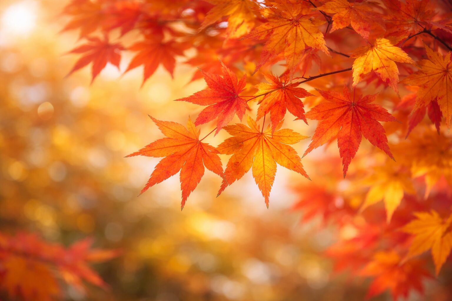 10月25日の誕生花 カエデ