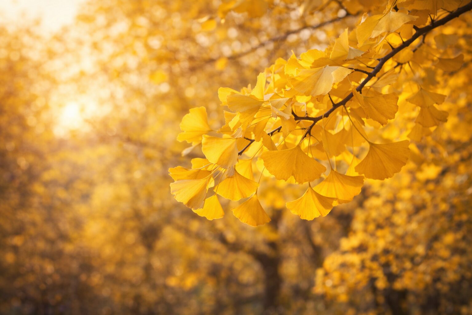 11月21日の誕生花 イチョウ