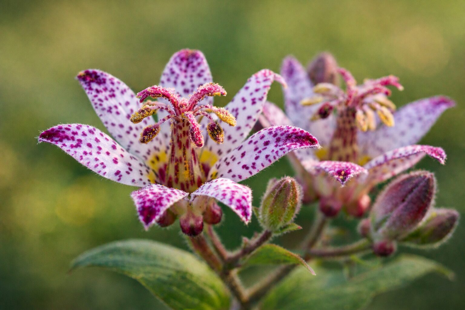 11月29日の誕生花 ホトトギス