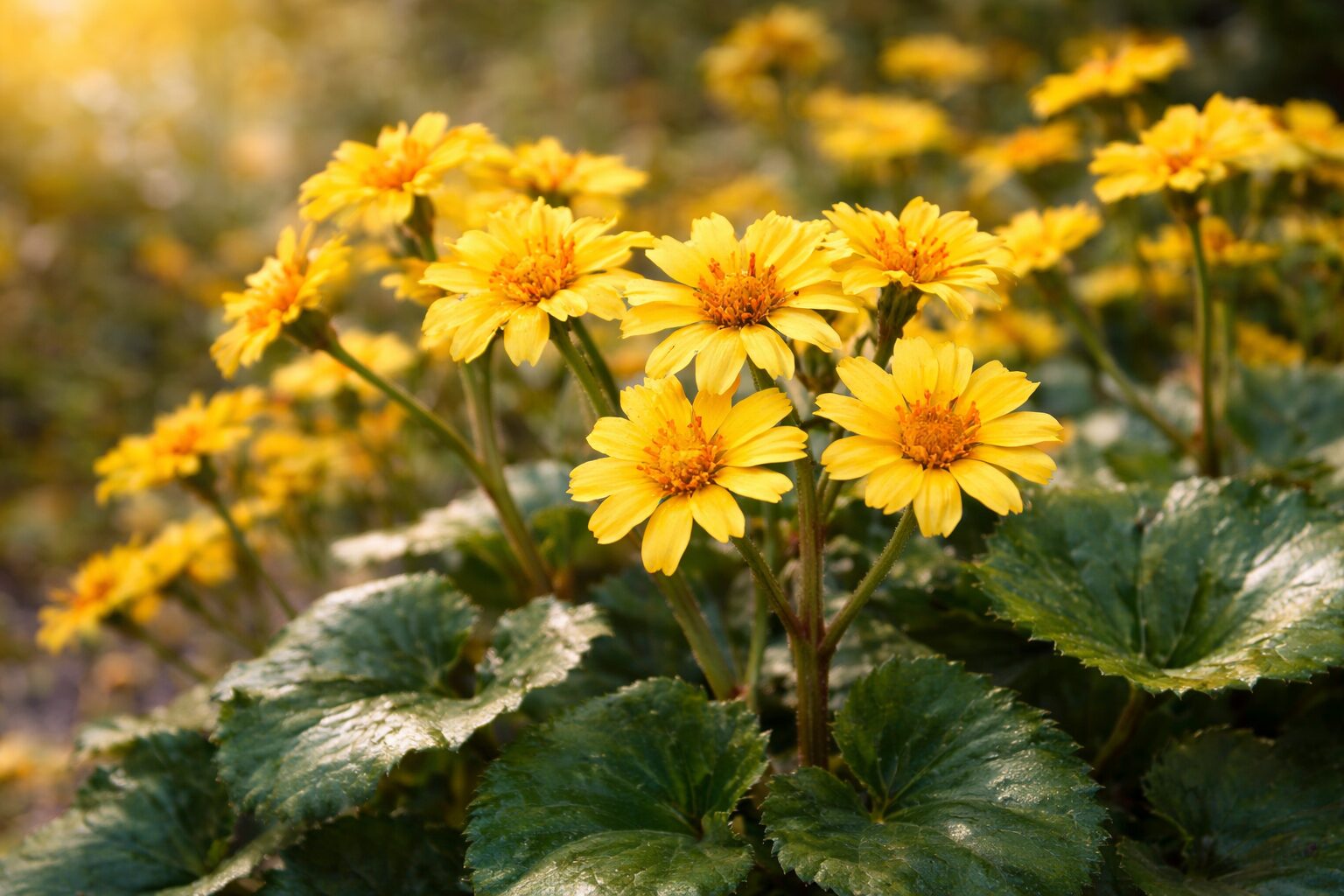 12月17日の誕生花 ツワブキ(石蕗)